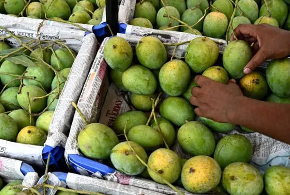 100-tonne Malaysia order prompts mango freight cut appeal