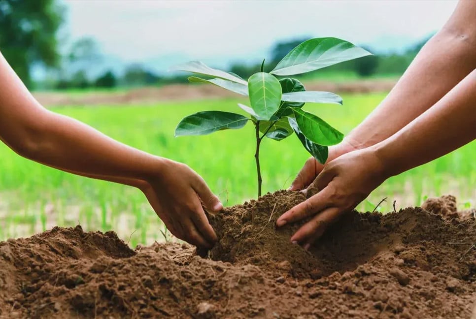 Govt developing "Tree Monitoring App" to track nationwide afforestation